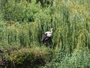 NaturOparC Hunawihr, Alsace (France)